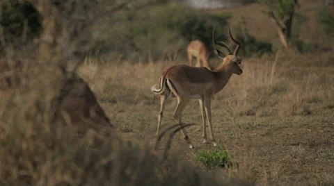 Three Impala Stock Footage 28561058