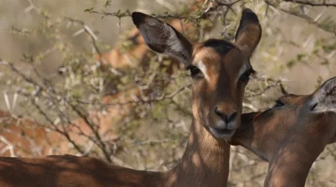 Three Impala with one Impala eating leaves and the other two cleaning each other Stock Footage 31205617