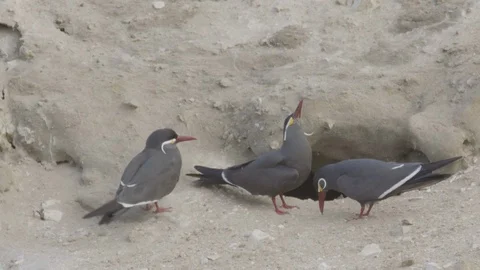 Three Inca terns by a burrow Stock Footage 116641634