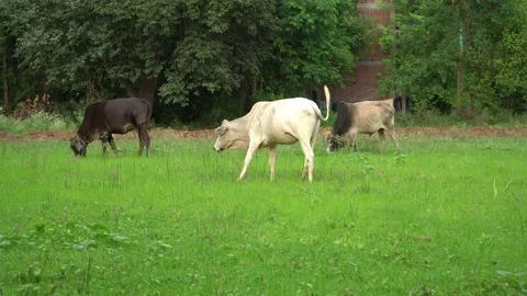 Three-indian-cows-grazing-green-rural-pasture-village-livestock-agriculture- Stock Footage 339945515