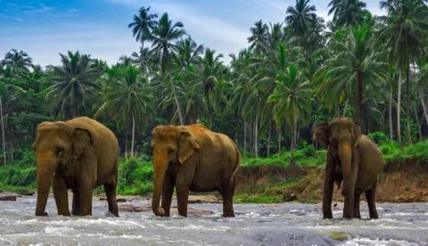 Three indian elephants Stock Photos