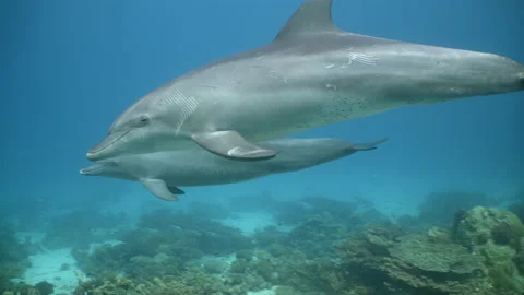 Three Indo-Pacific bottlenose dolphins swimming over Red Sea coral reef Stock Footage 149263969