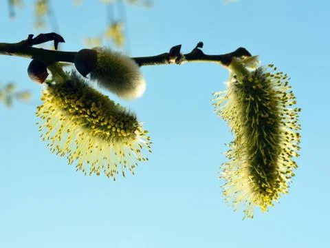 Three inflorescences of a willow Stock Photos
