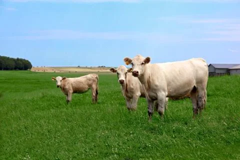 Three inquisitive cows looking at the camera Stock Photos