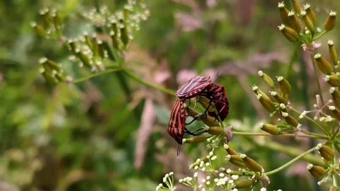 Three insects swinging on a branch in spring Stock Footage 132429612