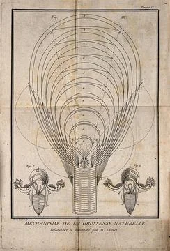 Three interior diagrams of a human uterus. Etching by G. Scotin. Stock Illustration