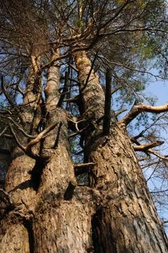 Three interlocking pine in the forest Stock Photos