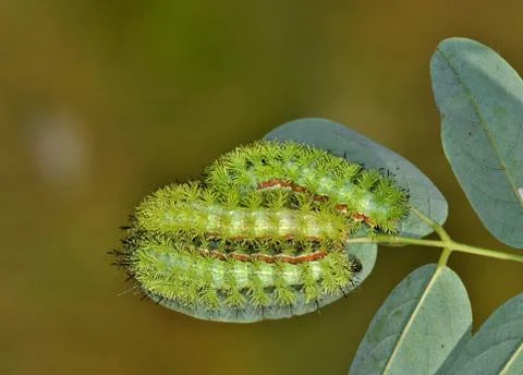 Three io caterpillars Foto stock