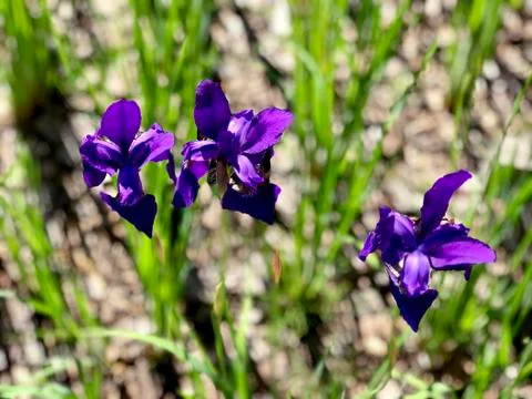 Three iris flowers, close up Stock Photos