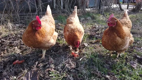 Three Isa Brown laying hens Stock Footage 235913892