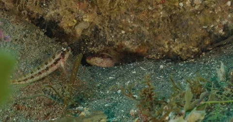 Three island kelpfish eyeing same cover in rocks Stock Footage 346242681