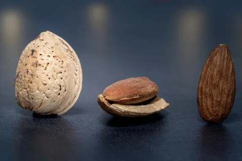 Three isolated almonds standing up on a dark table Stock Photos