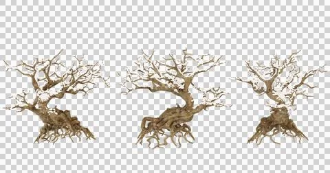 Three isolated bonsai trees Stock Photos