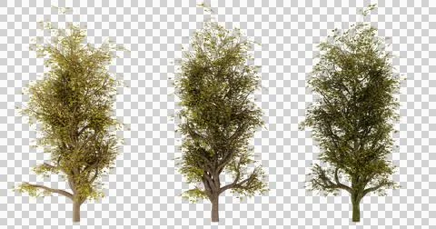 Three Isolated Deciduous Trees with Transparent Background Stock Photos