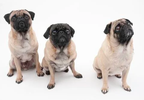 Three Isolated Pugs 库存照片