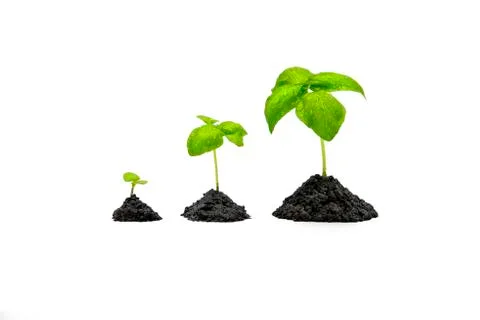 Three isolated separate basil sprouts in a piles of soil. White background. Stock Photos