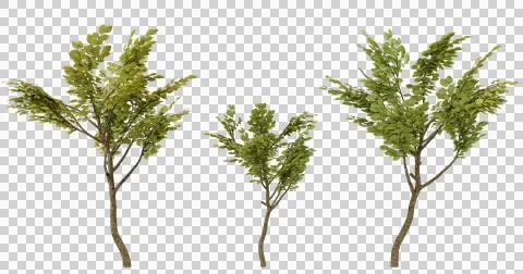 Three isolated small green trees on black background,  different sizes, per.. Stock Photos