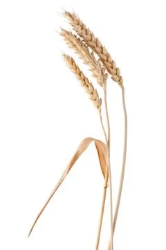 Three isolated spikelets on the white Stock-Fotos