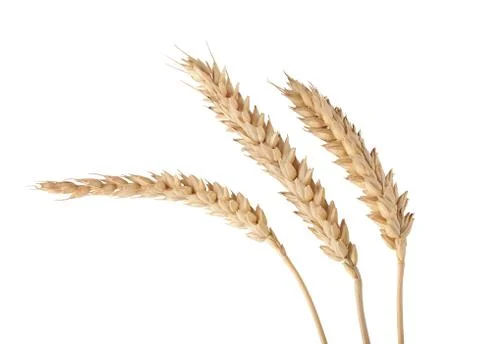 Three isolated spikelets on the white Stock Photos
