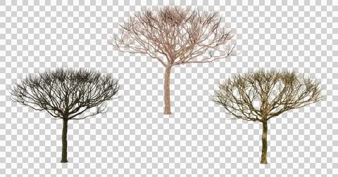 Three Isolated Trees in Different Seasons, Perfect for Environmental and Na.. Stock Photos