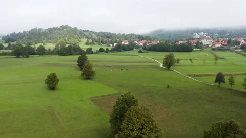 Three isolated trees stand in a neat row on a sprawling green field. Stock Footage 287115040