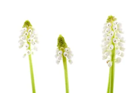 Three isolated white magic flower of muscari botryoides Stock Photos