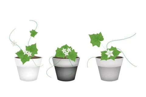 Three Ivy Gourd in Ceramic Flower Pots Stock Illustration