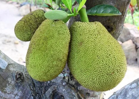 Three jack fruit on tree Stock Photos