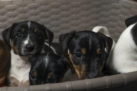 Three Jack Russell Terriers sit in a laundry basket Stock Photos