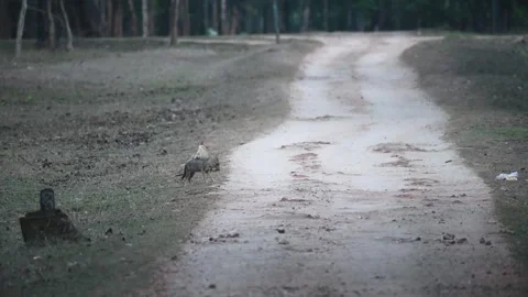 Three jackals resting on the side of the road in Pench national park Stock Footage 277935589