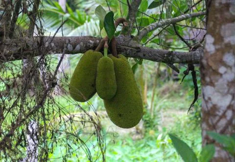 Three Jackfruit in the jungle Foto stock