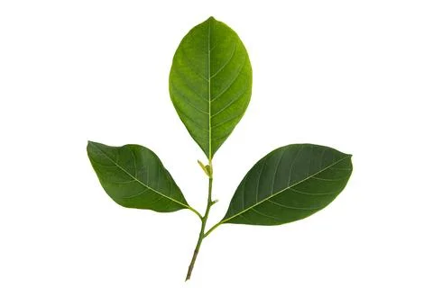Three jackfruit leaves on a white background with clipping path. Stock Photos