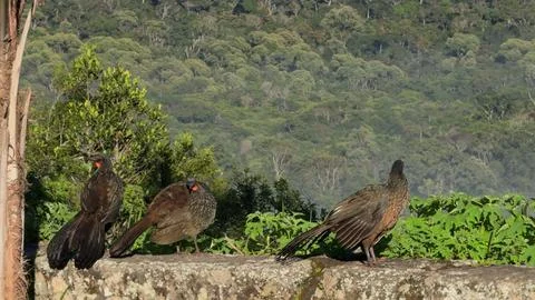 Three Jacus Perched on Stone Wall in Early Morning Jungle Foto stock