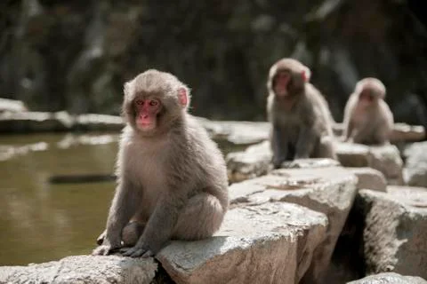 Three Japanese macaque Macaca fuscata sitting by the water Yamanouchi Nagano Stock Photos
