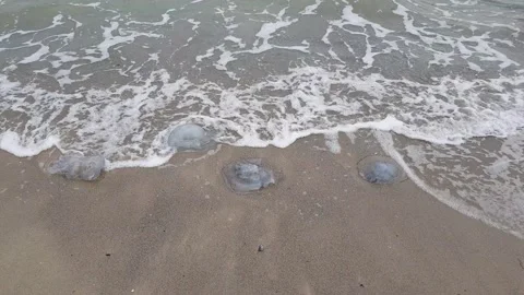 Three jellyfish on the sand are thrown ashore by sea waves. Stormy weather Stock Footage 149503855