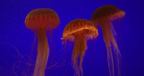 Three Jellyfish Swim On Blue Background. Japanese Sea Nettle Or Chrysaora Stock-Footage 328935443