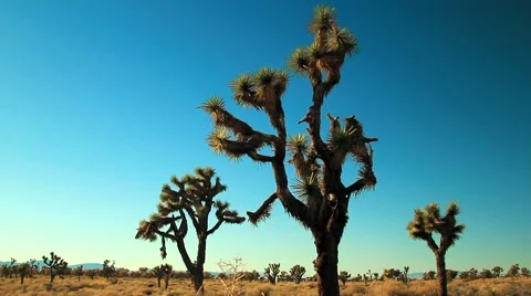 THREE JOSHUA TREES Stock Footage 982155