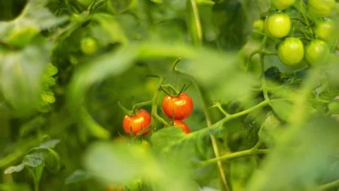 Three juicy cherry tomatoes on a branch, red milk mushrooms of cherry tomatoes Stock Footage 257304705