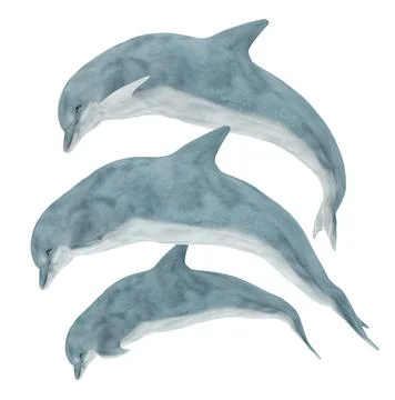 Three jumping dolphins isolated on white background Stock Illustration