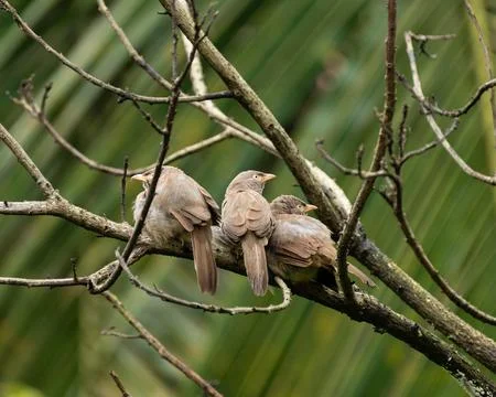 Three Jungle babblers perched on a tree branch Stock Photos