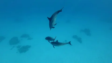 Three juvenile dolphins playing under surface in blue water Stock Footage 104902767