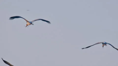 Three juvenile painted storks flying against the blue sky. Stock Footage 340019616