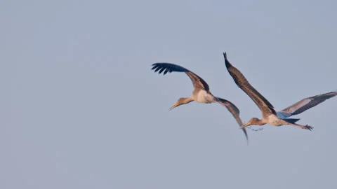 Three juvenile painted storks flying against the blue sky. Stock Footage 340286191