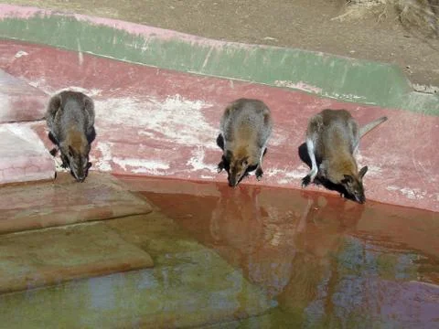 Three kangaroo Stock Photos