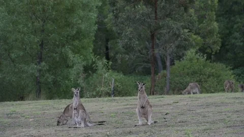 Three Kangaroos, One More Hops In Stock Footage