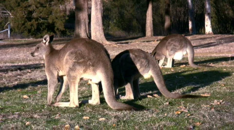 Three kangaroos in the park Video stock 491262