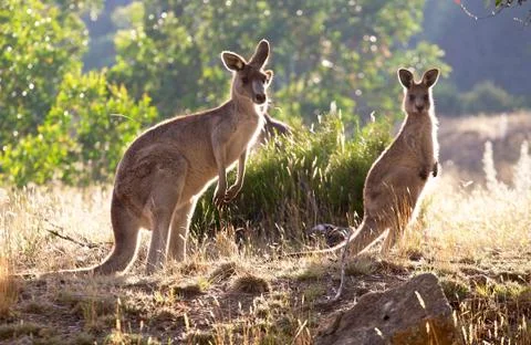 Three kangaroos Stock Photos
