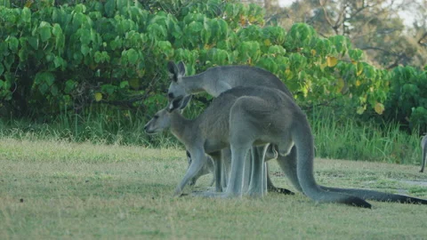 Three kangaroos playing in grass on North Stradbroke Island Stock Footage 149594584