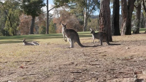 Three kangaroos in tree and grasslands setting, Australia Stock Footage 96089014