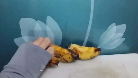 Three Kepok Bananas Standing on the Table, One is Picked Up Stock Footage 229305003